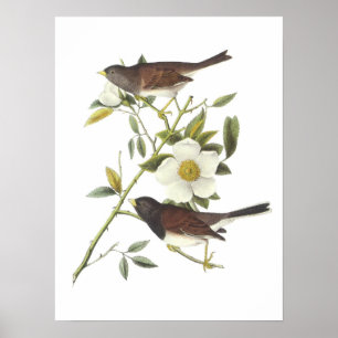 Póster Junco Escuro-eyed por Audubon