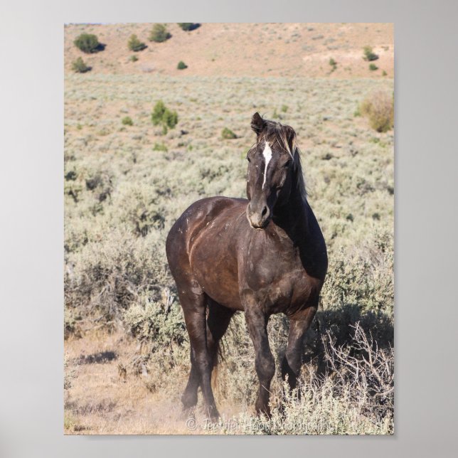 Poster Juniper (Frente)