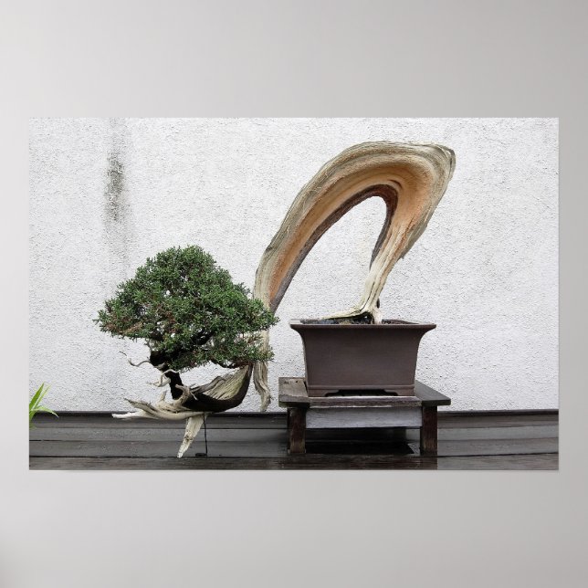 Poster Juniper Bonsai (Frente)