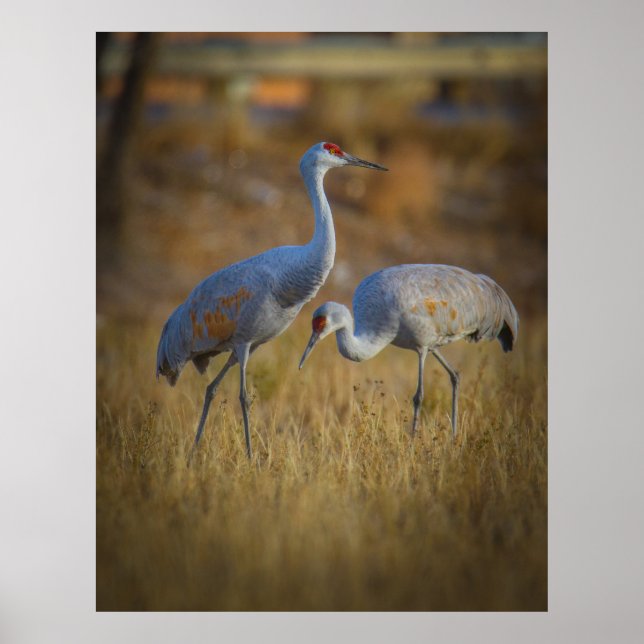 Poster Juntos (Frente)