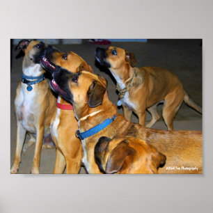 Poster Juntos eles são Um