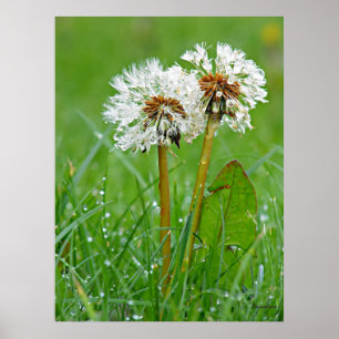 Poster Juntos. Sempre