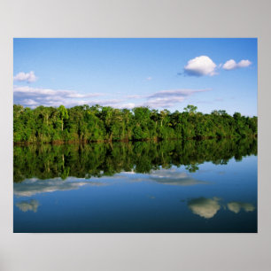 Póster Juruena, Brasil. Margem florestal do rio refletida