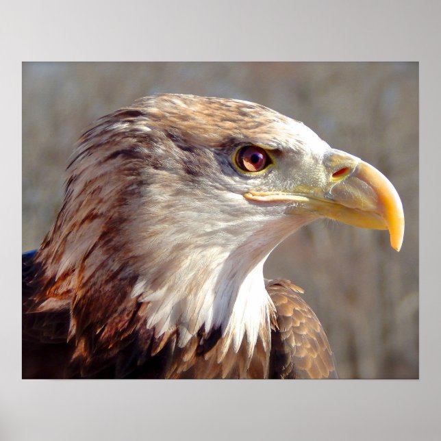 Poster Juvenil American Bald Eagle (Frente)