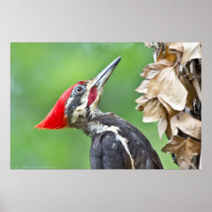 Poster juvenil do perfil do pica-pau de Pileated