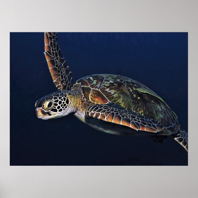 Poster Juvenil Green Turtle (Frente)