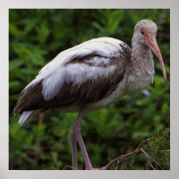 Poster Juvenil Ibis Branco