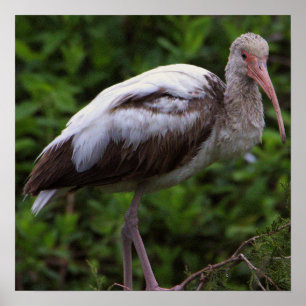 Poster Juvenil Ibis Branco