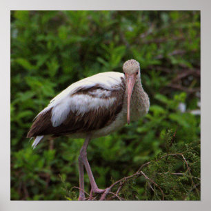 Poster Juvenil Ibis Branco