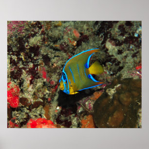 Póster Juvenile Angelfish