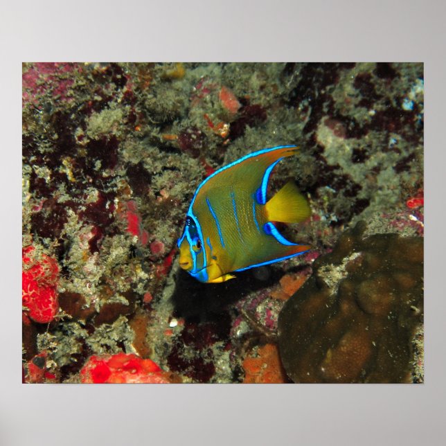 Póster Juvenile Angelfish (Frente)