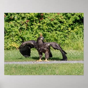Póster Juvenile Bald Eagle