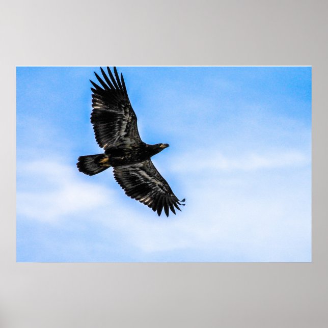 Poster Juvenile Bald Eagle (Voo) (Frente)