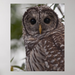 Póster Juvenile Barred Owl (Strix varia)
