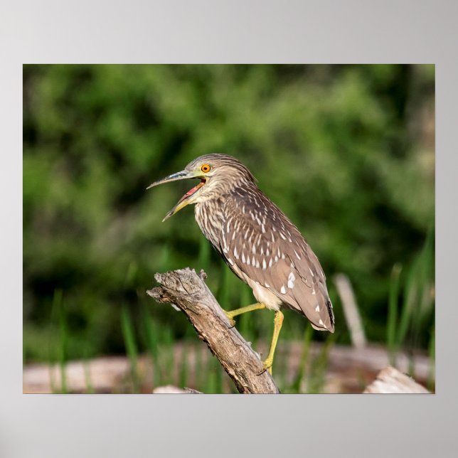 Poster Juvenile Black Crowned Night Heron (Frente)