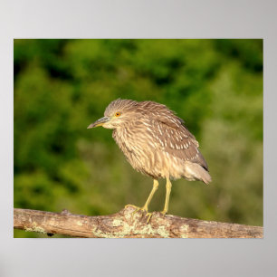 Poster Juvenile Black Crowned Night Heron