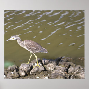 Poster Juvenile Heron
