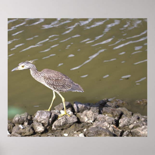 Poster Juvenile Heron (Frente)