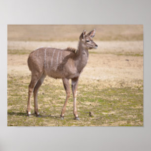 Póster Juvenile Maior kudu