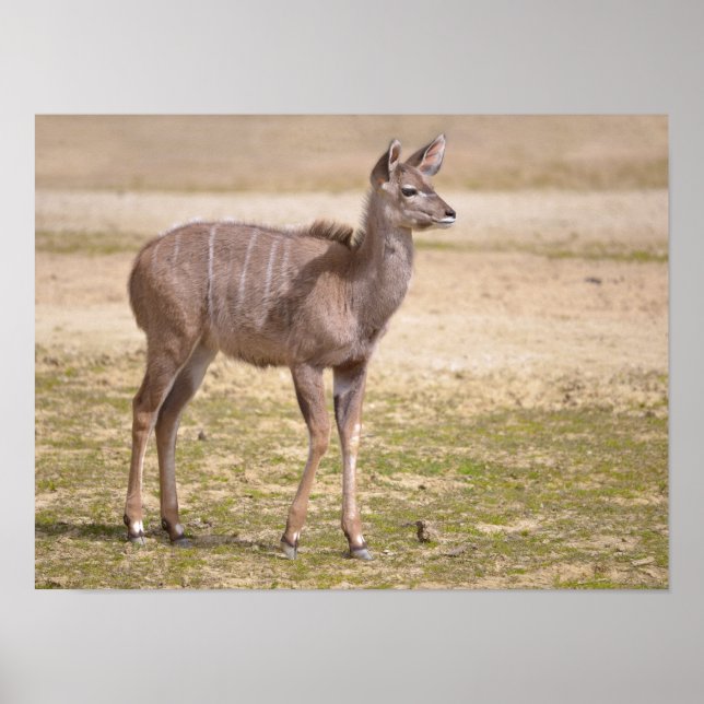 Póster Juvenile Maior kudu (Frente)