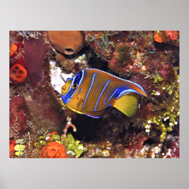 Poster Juvenile Queen Angelfish (Frente)
