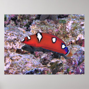 Poster Juvenile Red Coris Wrasse-Raja Ampat