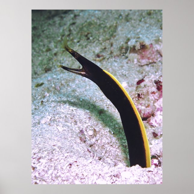 Poster Juvenile Ribbon Eel (Frente)