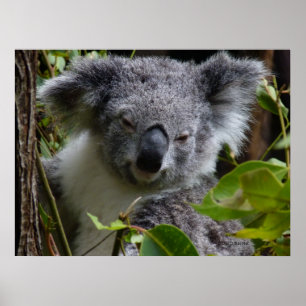 Póster k para o koala