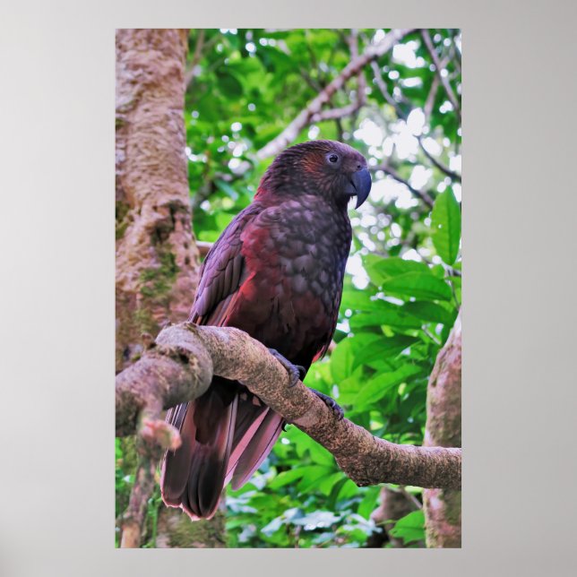 Poster Kaka (Frente)