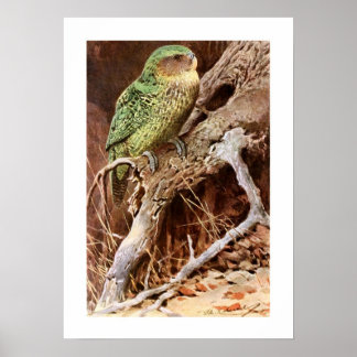 Poster Kakapo