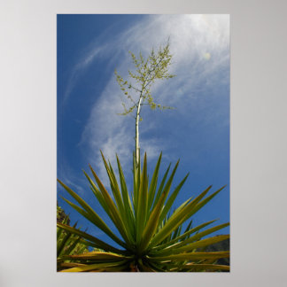 Póster Kalalau Cactus Canvas