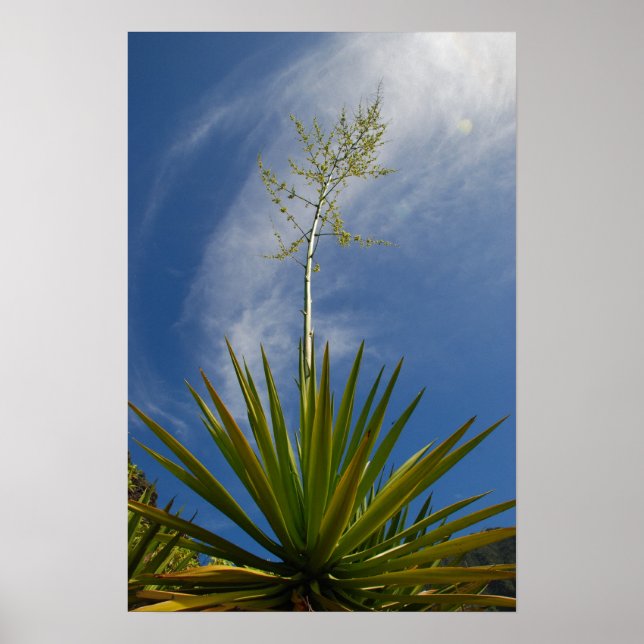 Póster Kalalau Cactus Canvas (Frente)