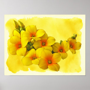 Póster Kalanchoe amarelo - luz do sol do Succulent