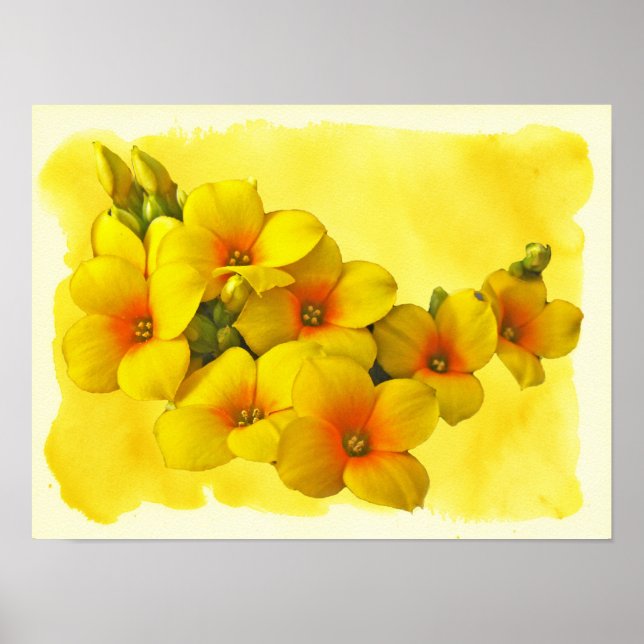 Póster Kalanchoe Amarelo - Sol Suculente (Frente)