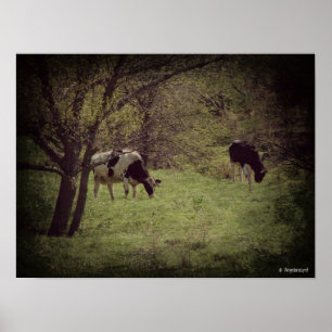 Póster Kalona Dairy Cattle