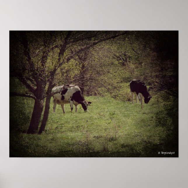 Póster Kalona Dairy Cattle (Frente)