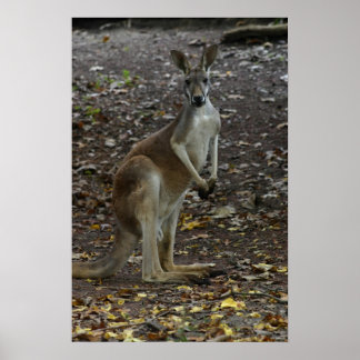 Póster Kangaroo