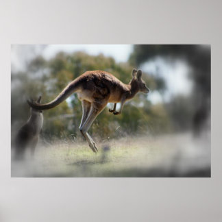 Póster Kangaroo