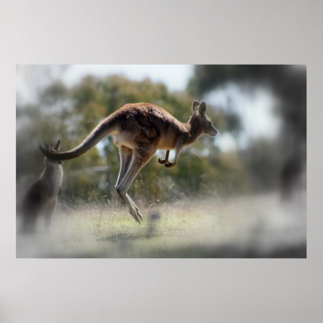 Póster Kangaroo (Frente)