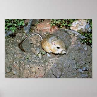 Póster Kangeroo Rat