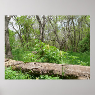 Poster Kansas Countryside