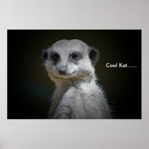 Poster Kat legal ......