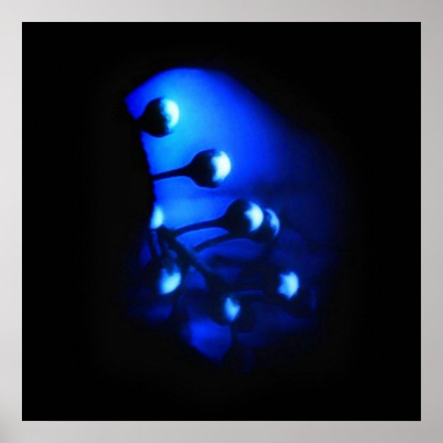 Poster Kate (Frente)