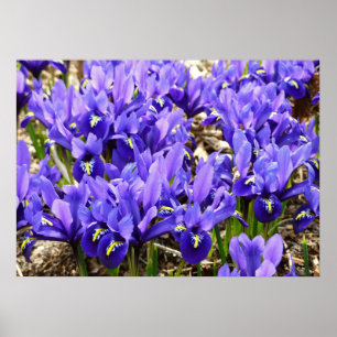 Poster Katherine Hodgkin torna iridescente o primavera