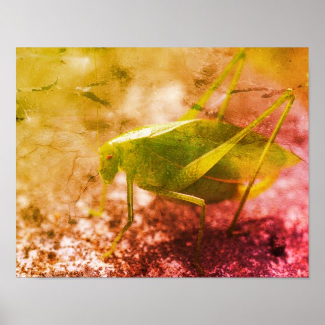 Poster Katydid Grafopper Insetor Abstrato Grunge (Frente)