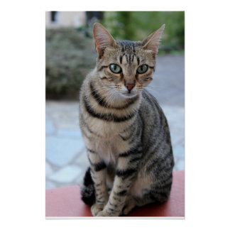Póster Katze, Tigerkatze, Kätzchen 