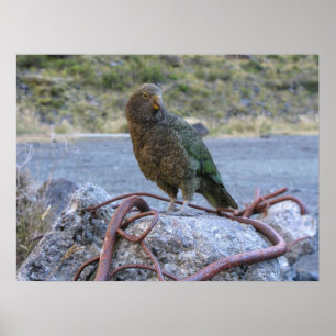 Póster Kea