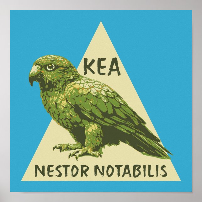 Poster Kea ave da Nova Zelândia (Frente)