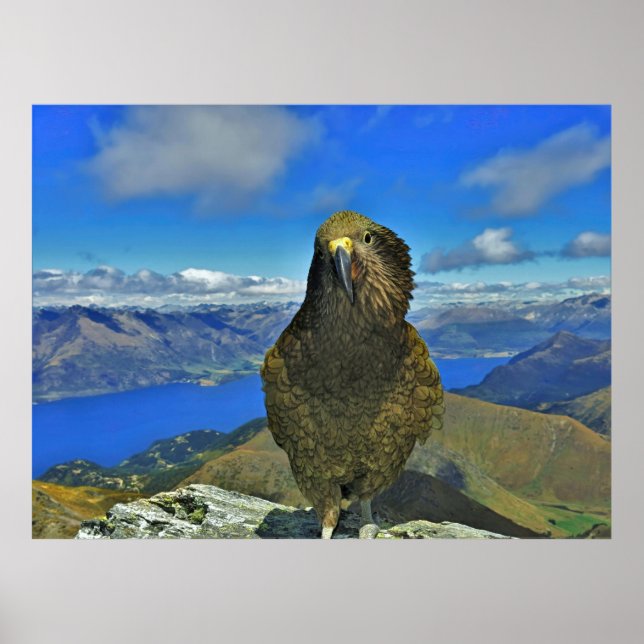 Poster Kea de Ben Lomond (Frente)