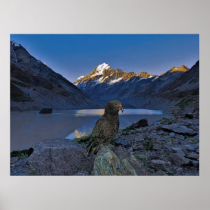 Poster Kea e Aoraki